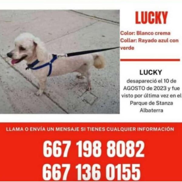 cartel de perro perdido