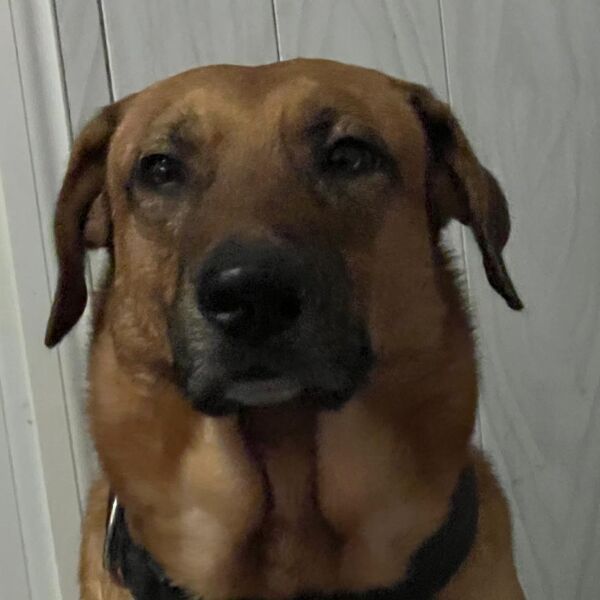 cartel de perro perdido