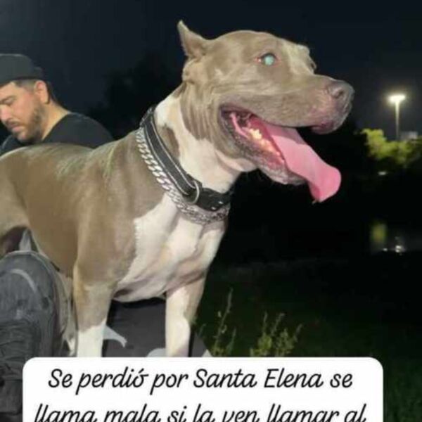 cartel de perro perdido