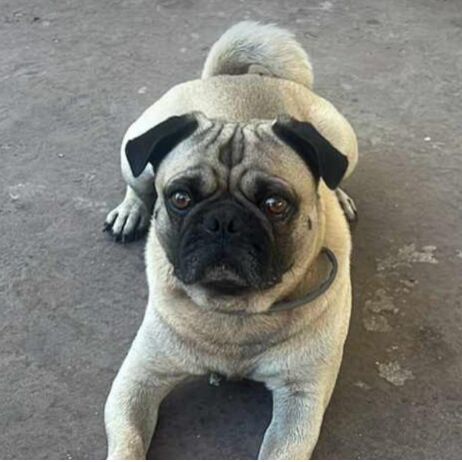 cartel de perro perdido