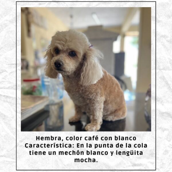 cartel de perro perdido