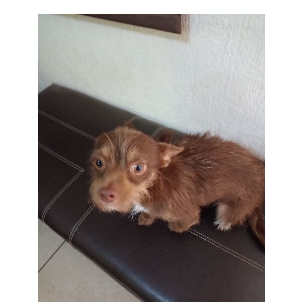 cartel de perro perdido