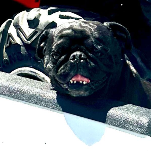 cartel de perro perdido