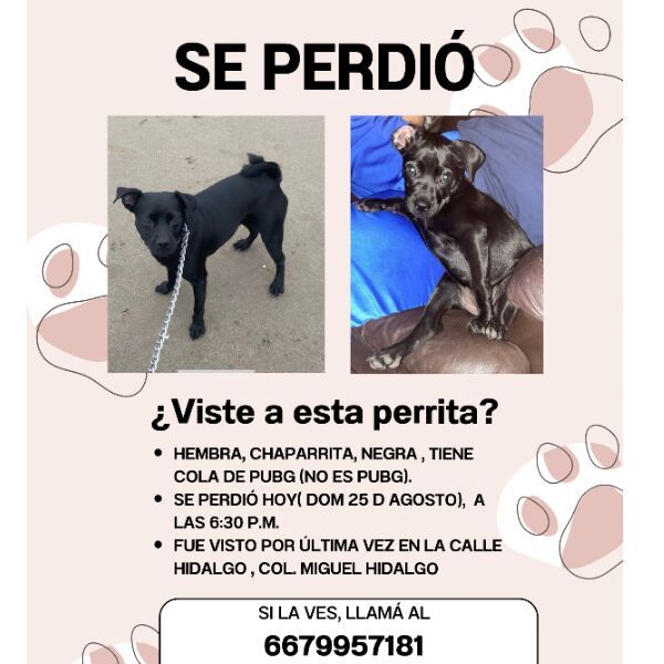 cartel de perro perdido