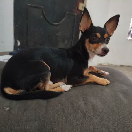 cartel de perro perdido