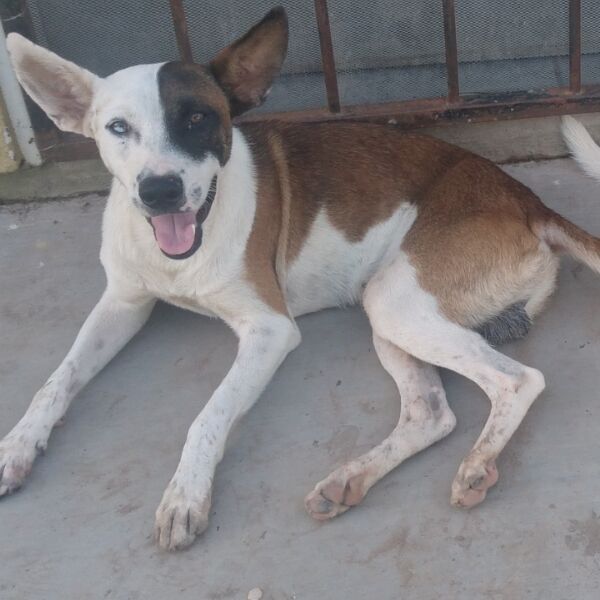 cartel de perro perdido