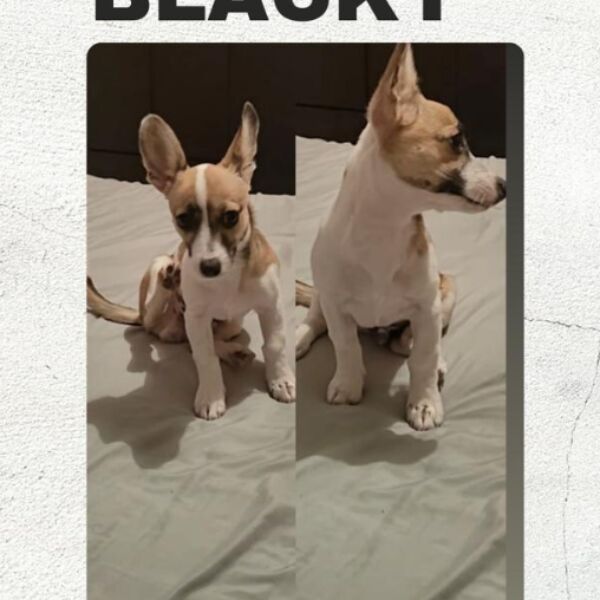 cartel de perro perdido