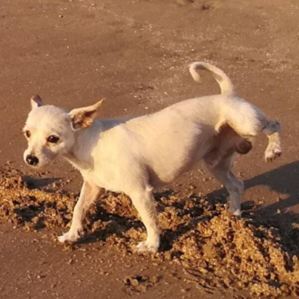 cartel de perro perdido