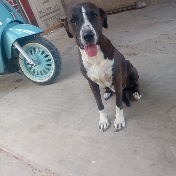 cartel de perro perdido