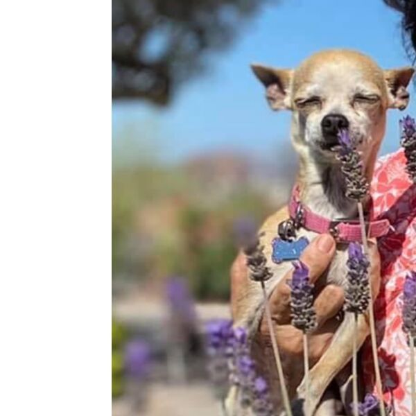 cartel de perro perdido