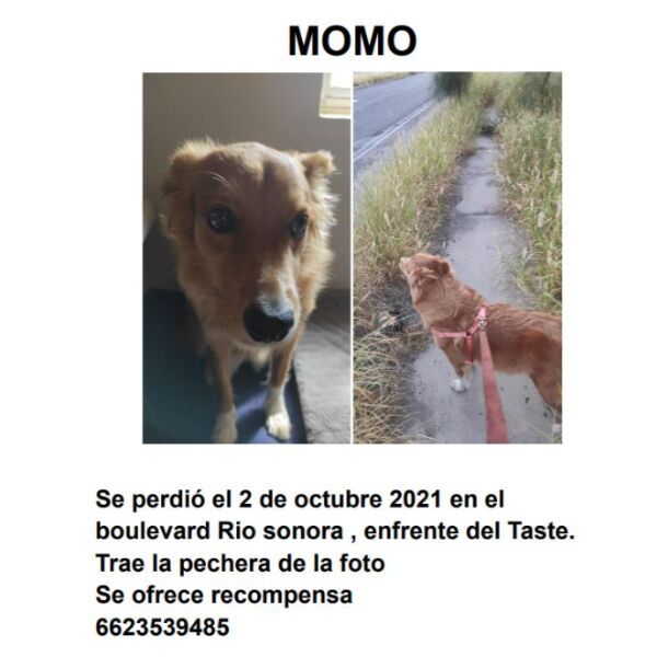 cartel de perro perdido