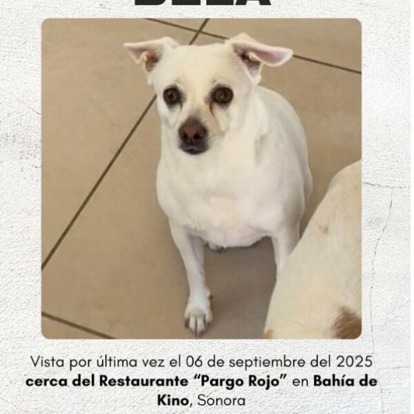cartel de perro perdido