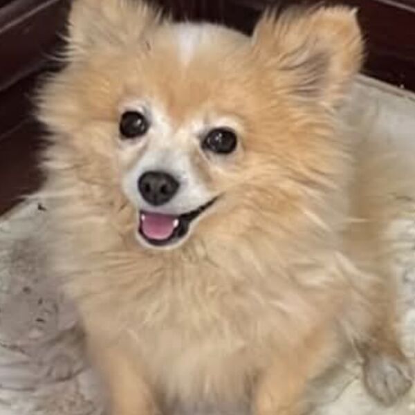 cartel de perro perdido