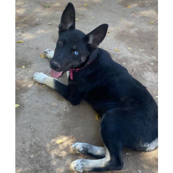 cartel de perro perdido