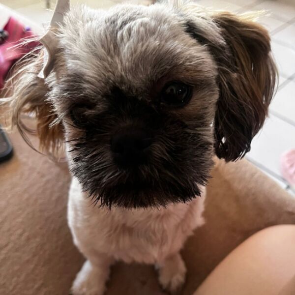 cartel de perro perdido