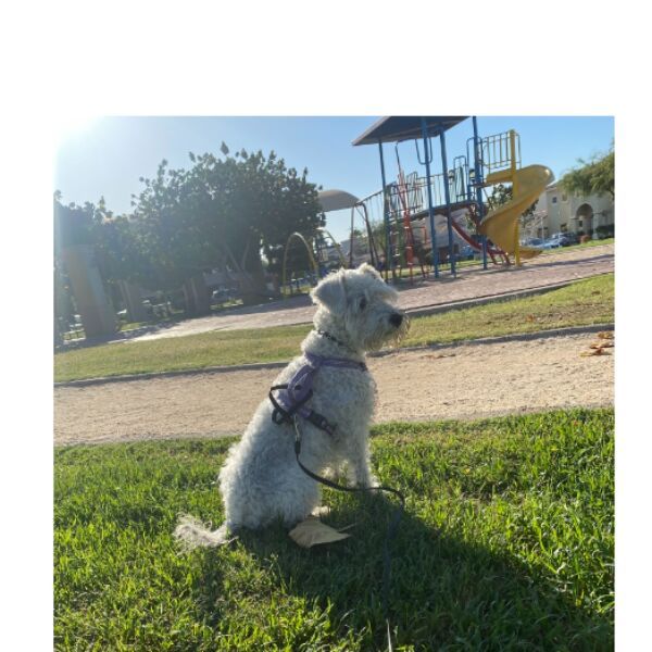 cartel de perro perdido
