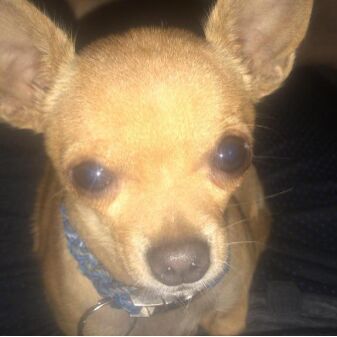 cartel de perro perdido