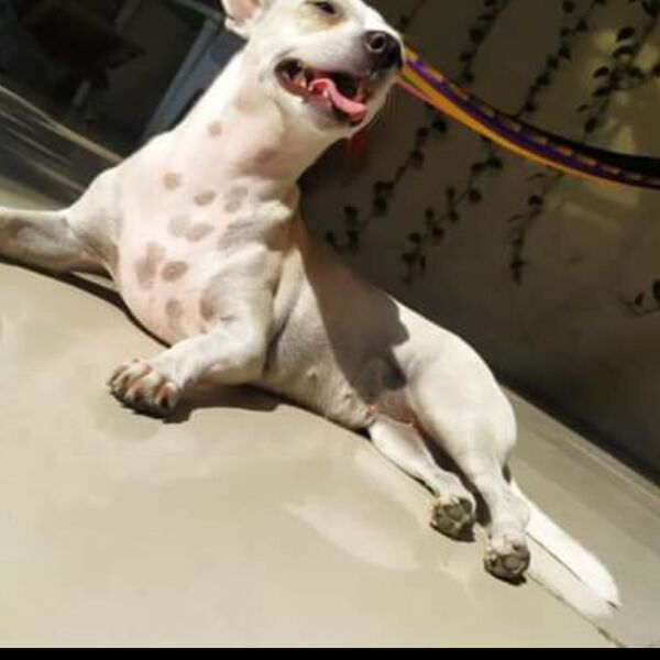 cartel de perro perdido