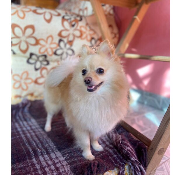 cartel de perro perdido