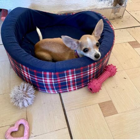 cartel de perro perdido