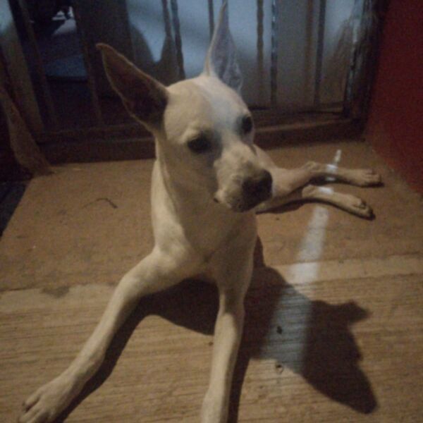 cartel de perro perdido