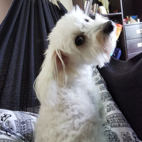 cartel de perro perdido