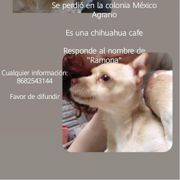 cartel de perro perdido
