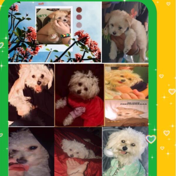 cartel de perro perdido