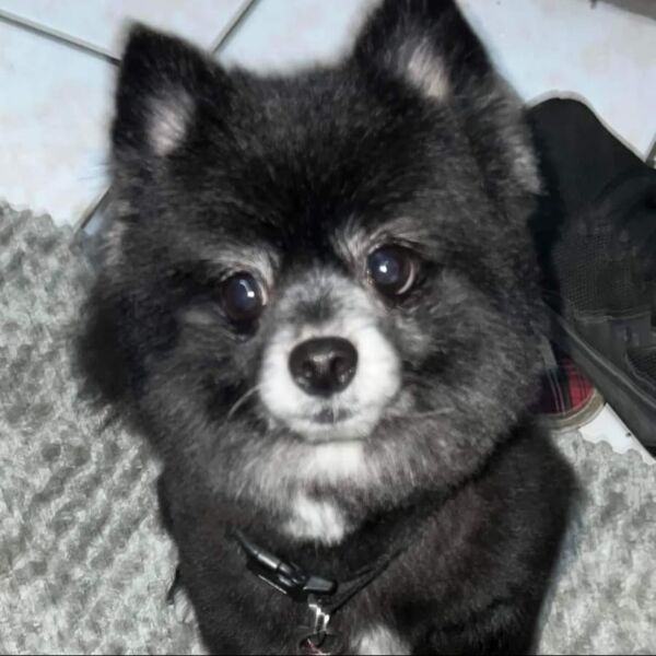 cartel de perro perdido