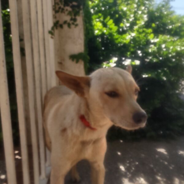 cartel de perro perdido