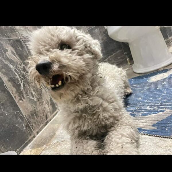 cartel de perro perdido