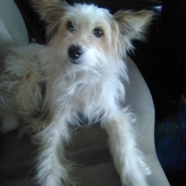 cartel de perro perdido