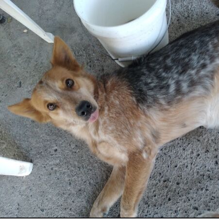 cartel de perro perdido