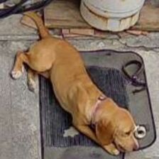 cartel de perro perdido