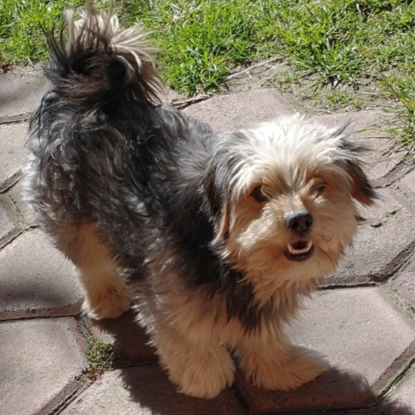 cartel de perro perdido