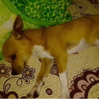 cartel de perro perdido