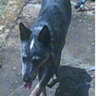 cartel de perro perdido