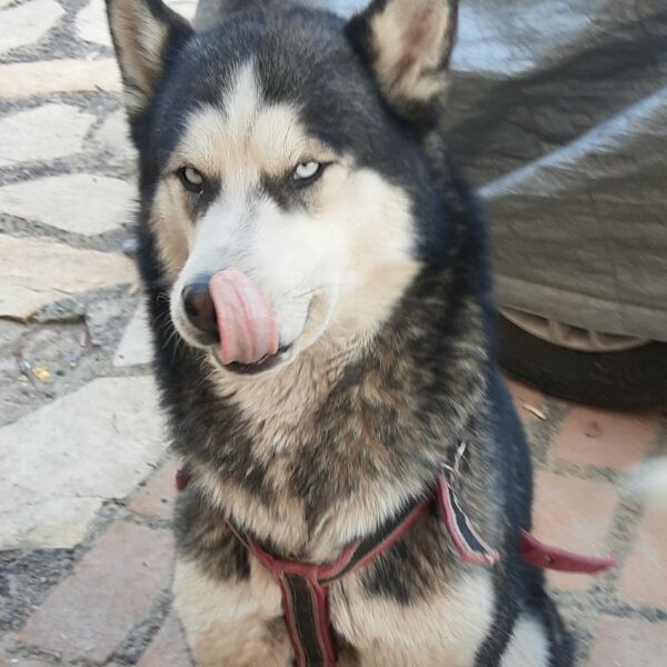 cartel de perro perdido