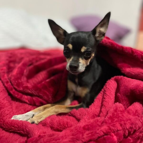 cartel de perro perdido