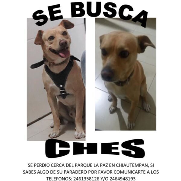 cartel de perro perdido