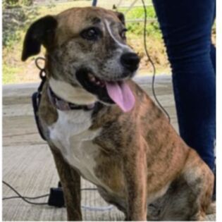 cartel de perro perdido