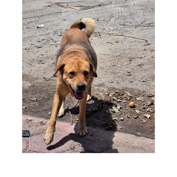 cartel de perro perdido