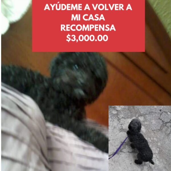cartel de perro perdido
