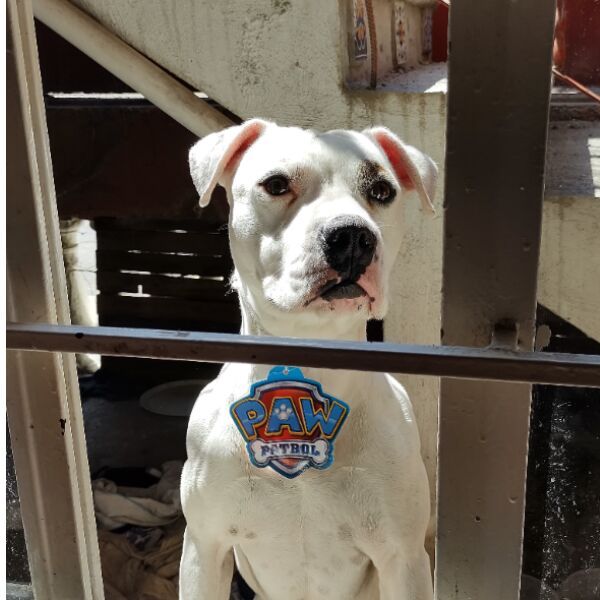 cartel de perro perdido