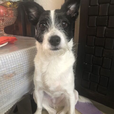 cartel de perro perdido