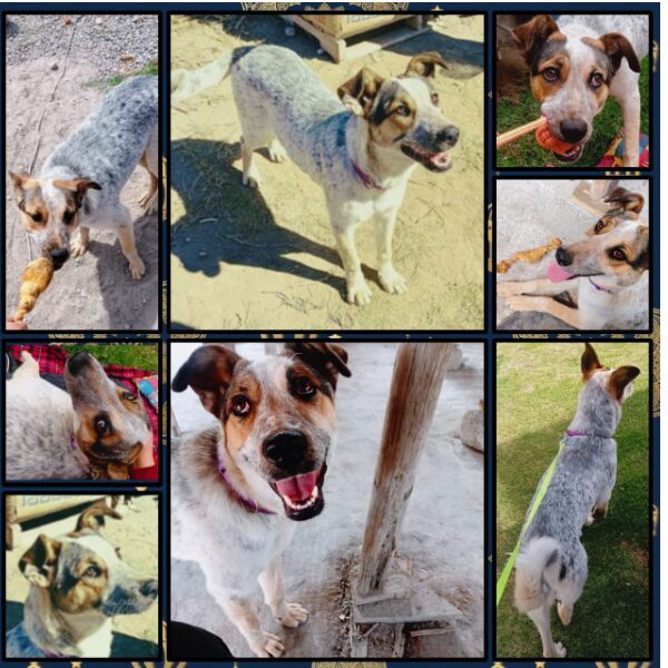 cartel de perro perdido