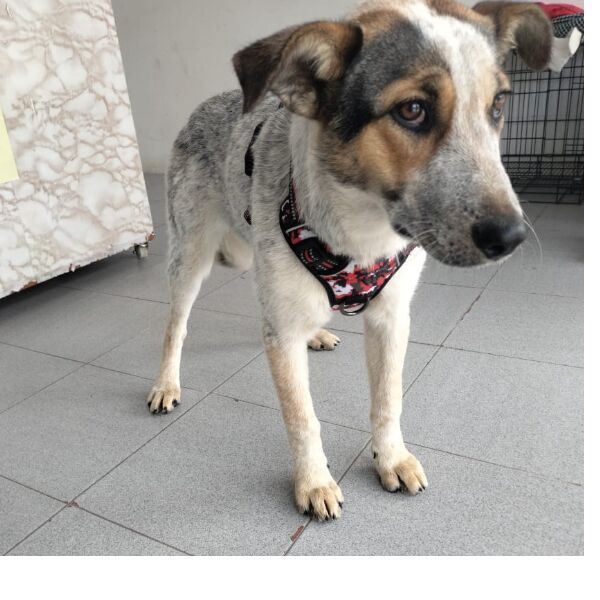 cartel de perro perdido