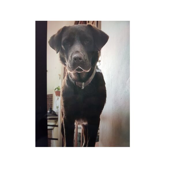 cartel de perro perdido