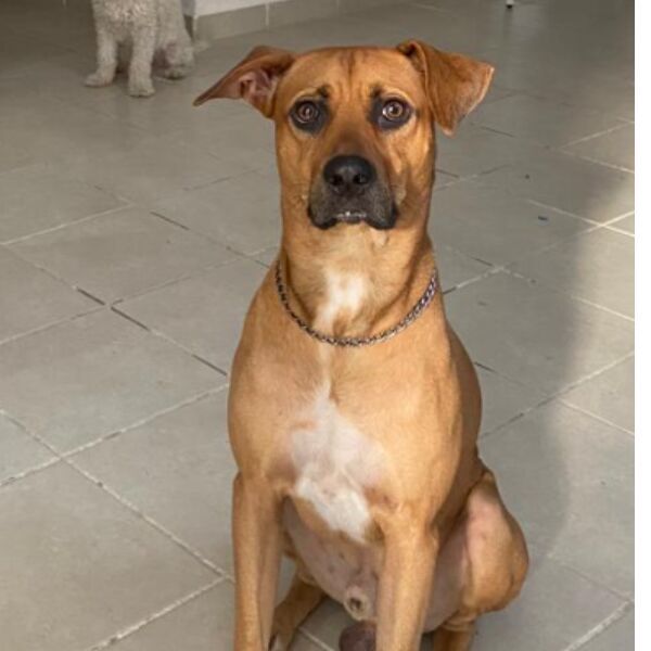 cartel de perro perdido