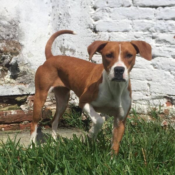 cartel de perro perdido